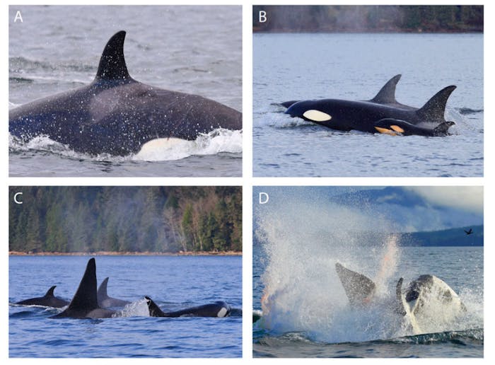 killer whale infanticide study reveals a murderous mom and her