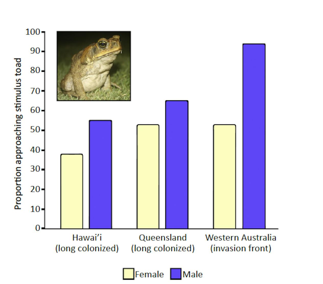 cane toad