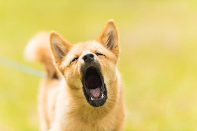 why yawning may be contagious to dogs, according to science