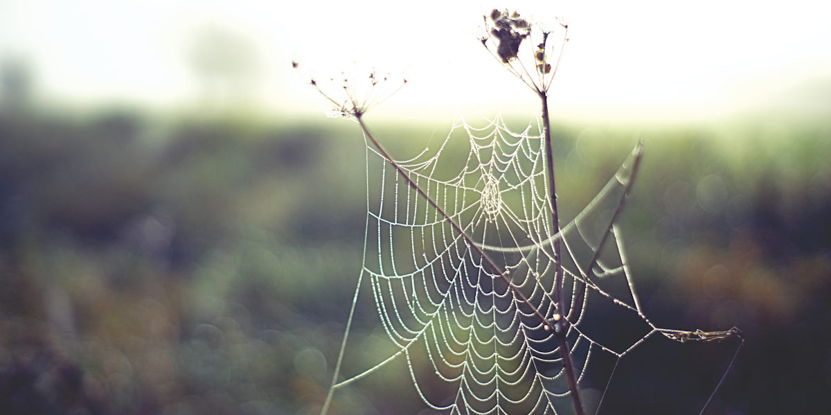 Why You Shouldn't Kill That Spider, According to Science Inverse