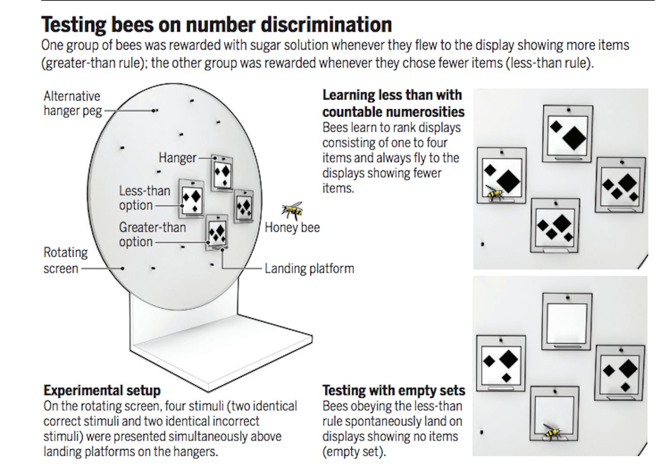 bees zero