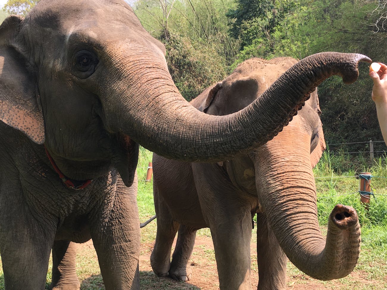 Elephants at the Golden Triangle Asian Elephant Foundation in Chiang Rai, Thailand