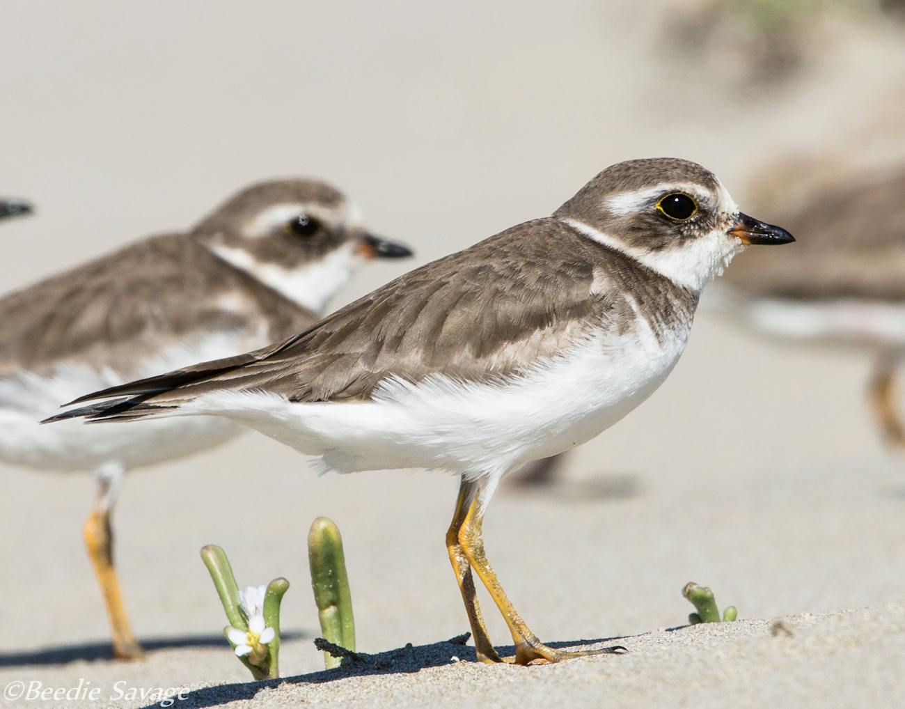 Semipalmated plover