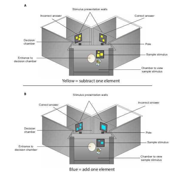 Scientists trained bees to do addition (bottom) and subtraction (top) based on the color of shapes.