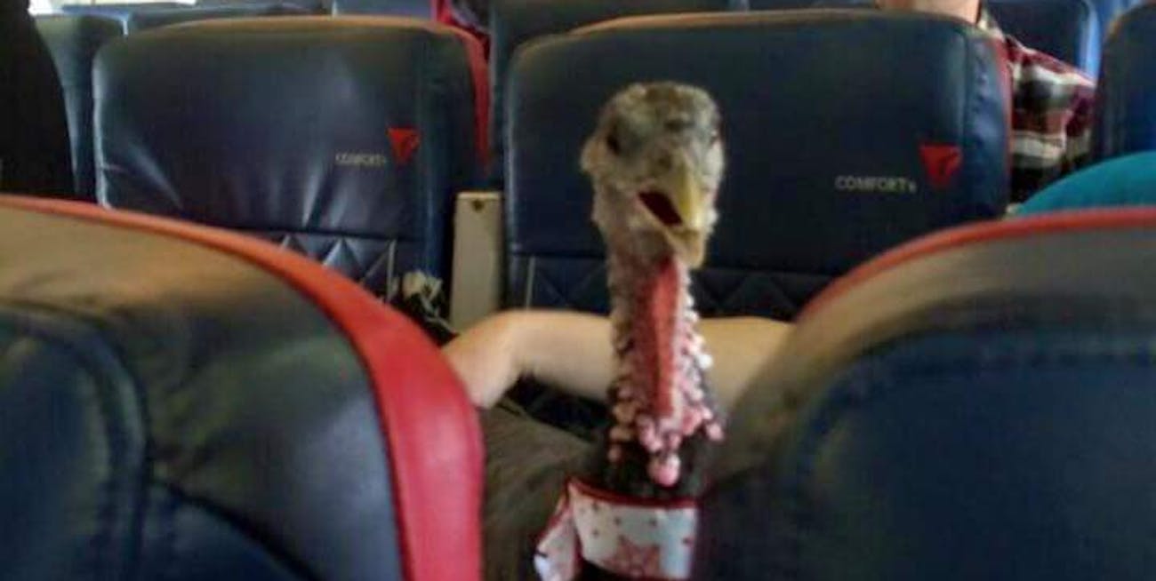 service animals, turkey