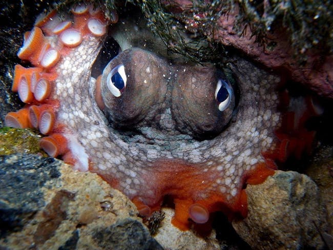 gloomy octopus