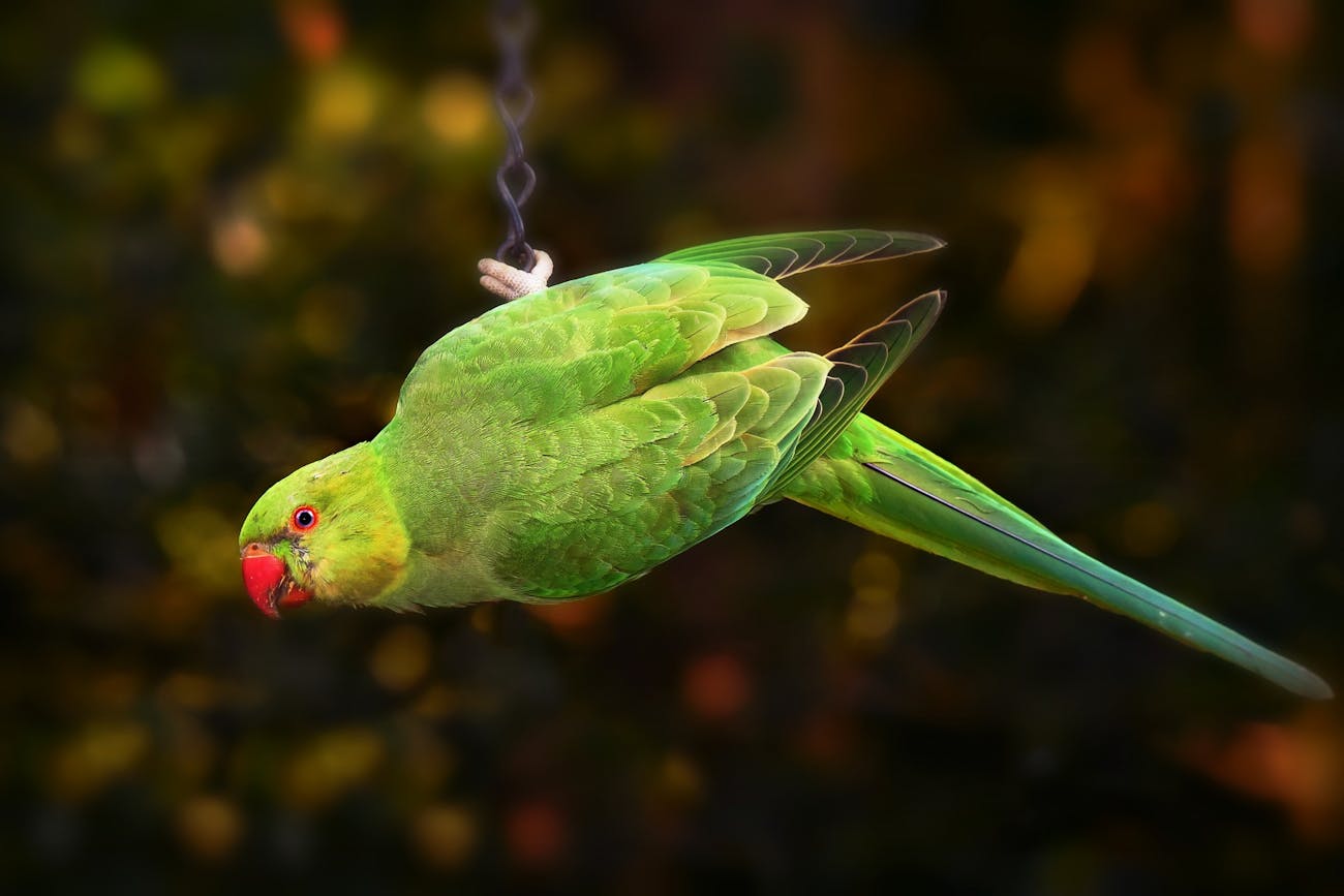 ring-necked parakeet