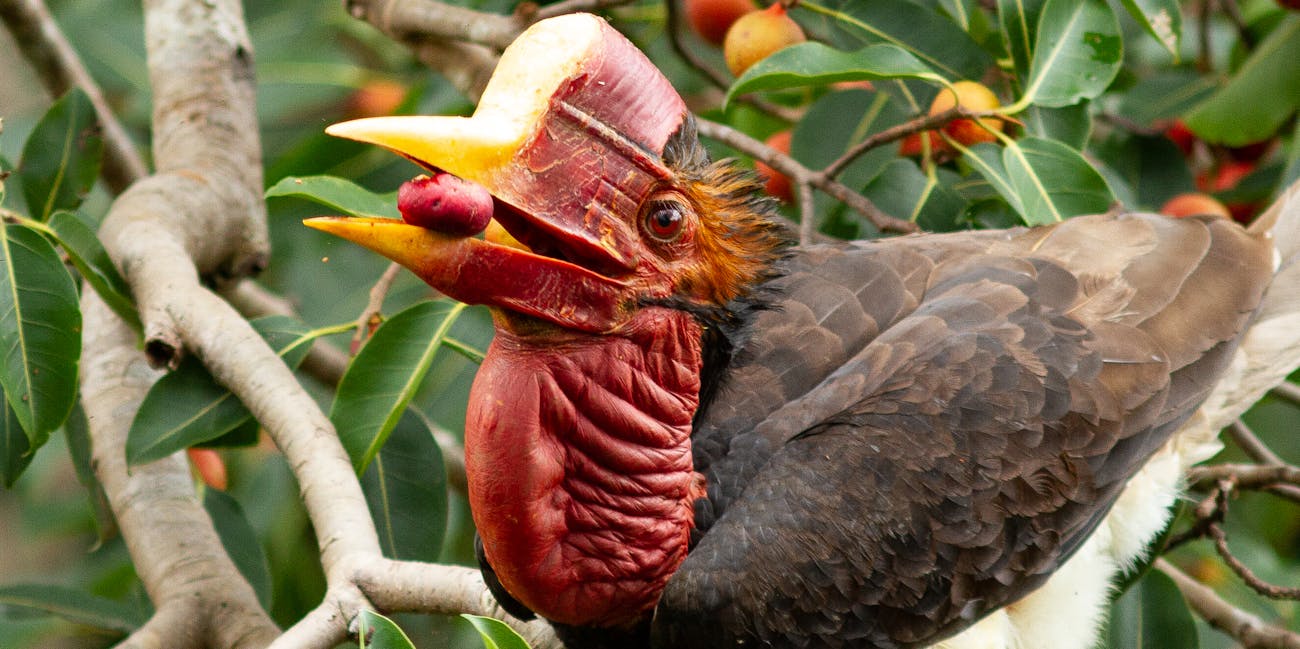 helmeted hornbill bird eating a berry