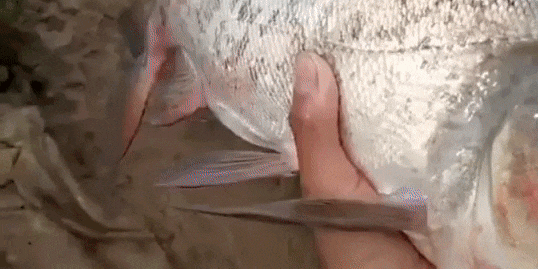 The video of the carp posted on Reddit.