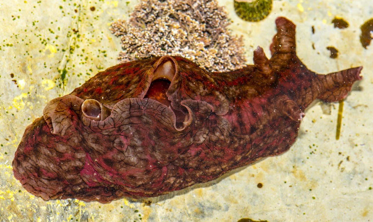 Sea Hare Dorsal Surface Aplysia californica