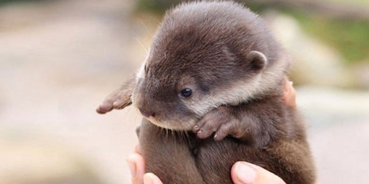 baby otter