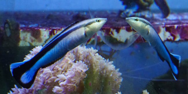 A cleaner wrasse gazes at itself in the mirror. Researchers say the fish is one of just a small number of animals that can recognize itself.
