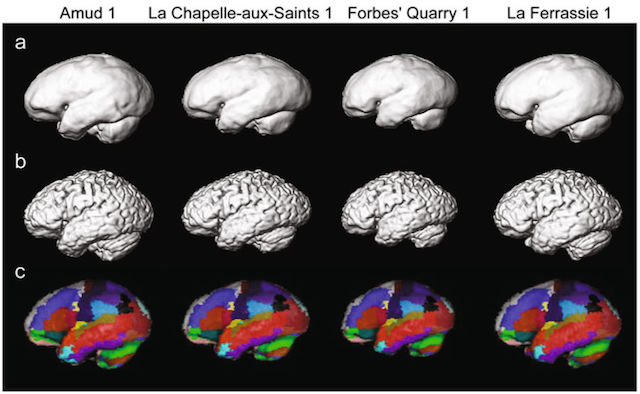 Why Did The Neanderthals Go Extinct? It May Come Down To Brain Size ...