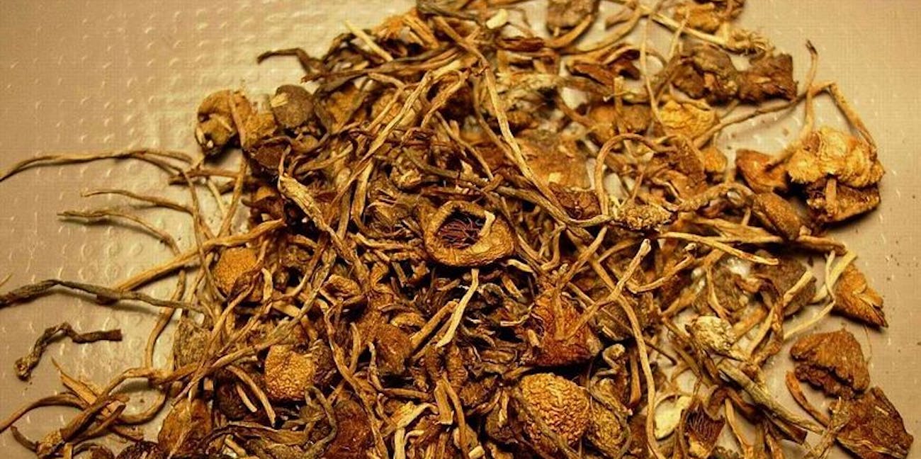Magic mushrooms.