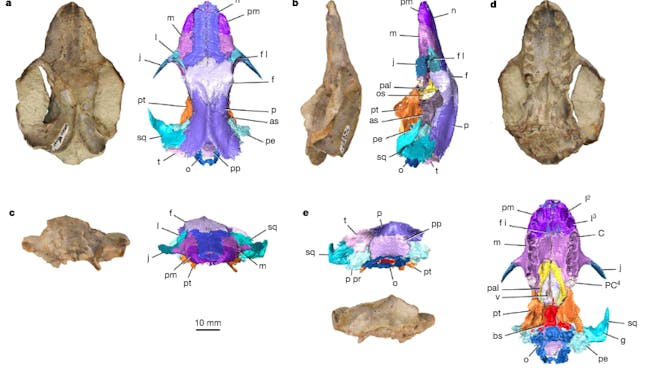 early mammal, cranium