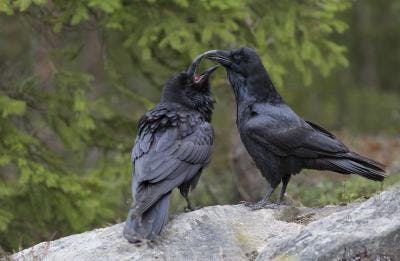two ravens