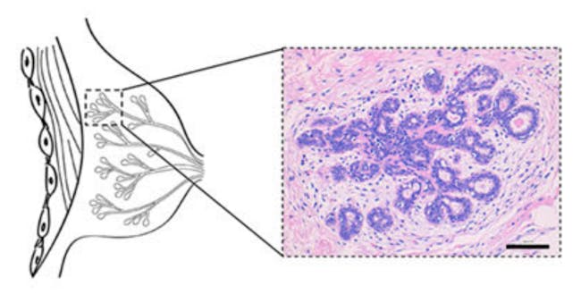 mini boob breast tissue