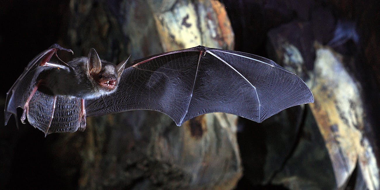 Bats Roaches And Other Critters Are Teaching Robots How To Bats Roaches And Other Critters Are Teaching Robots How To Save Lives