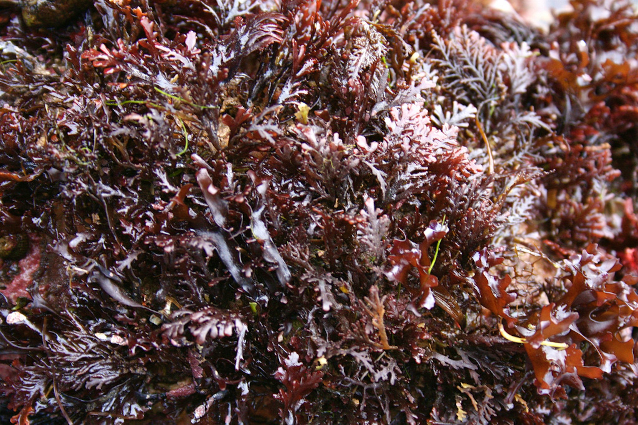 The feathery looking kelp is pepper dulse.