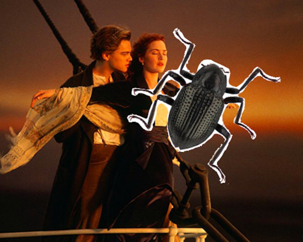 Titanic, Beetle