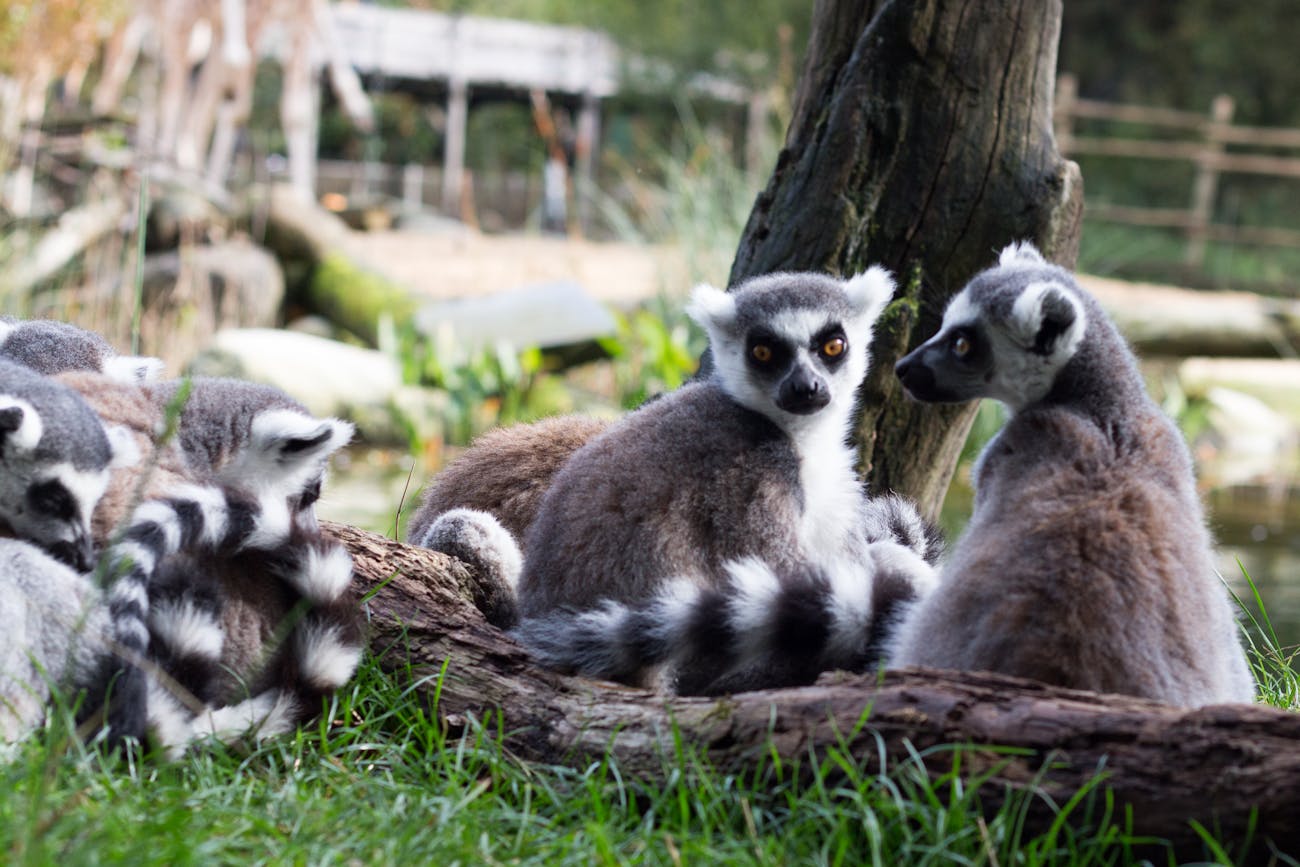 Ring-tailed lemurs