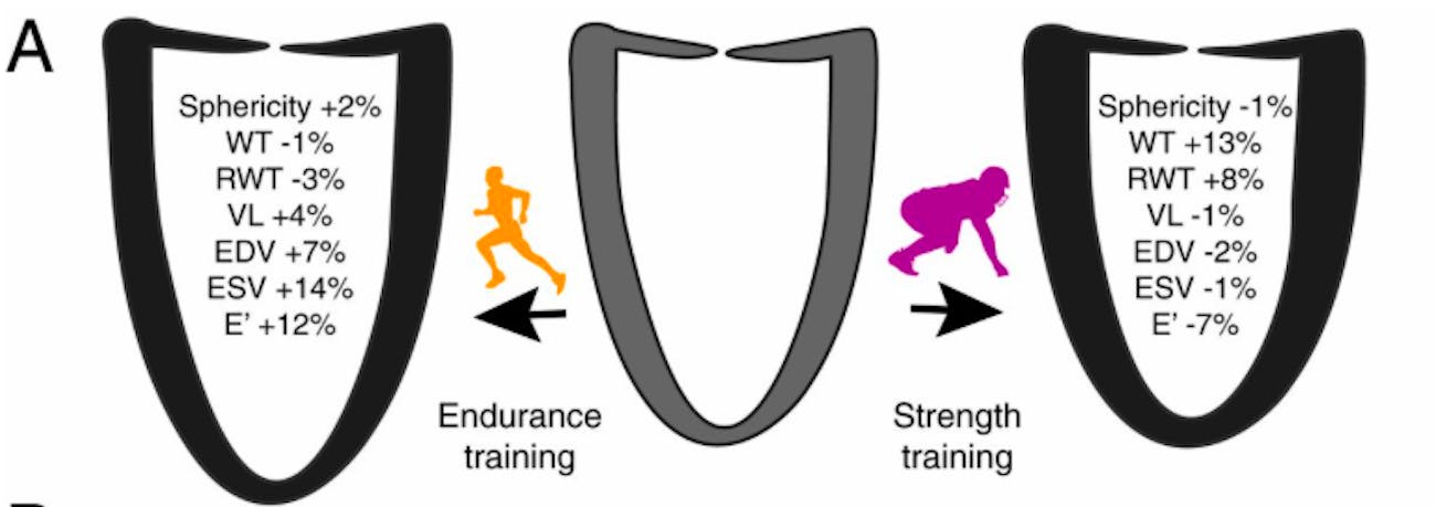 heart, exercise, science