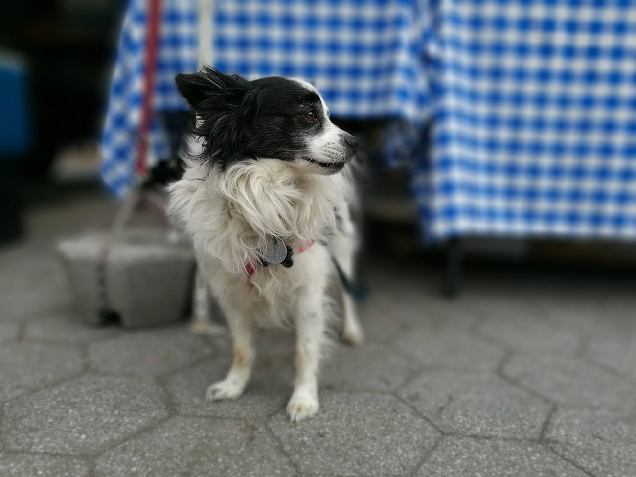 dog portrait mode iphone huawei p9