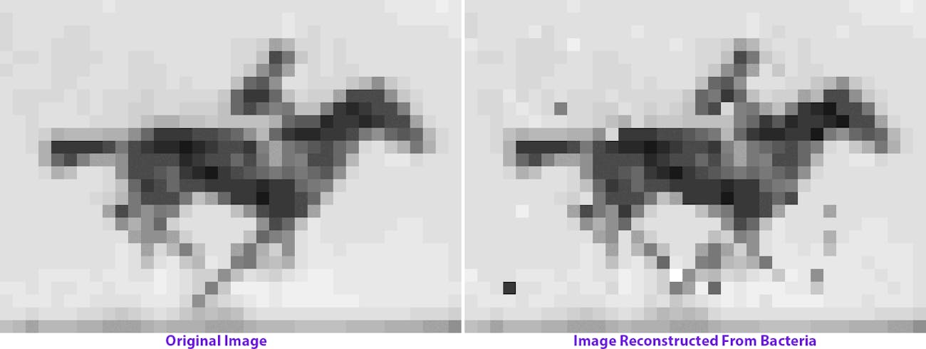 horse bacteria gif
