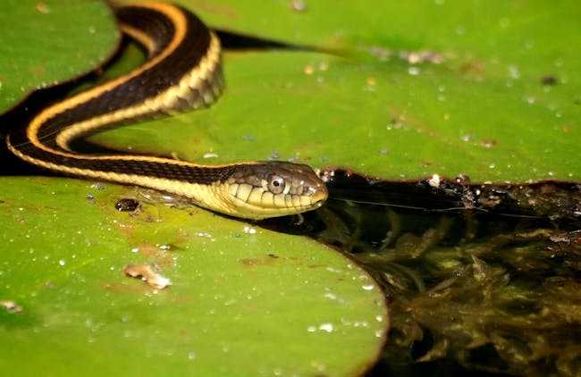 Aquatic Garter Snake