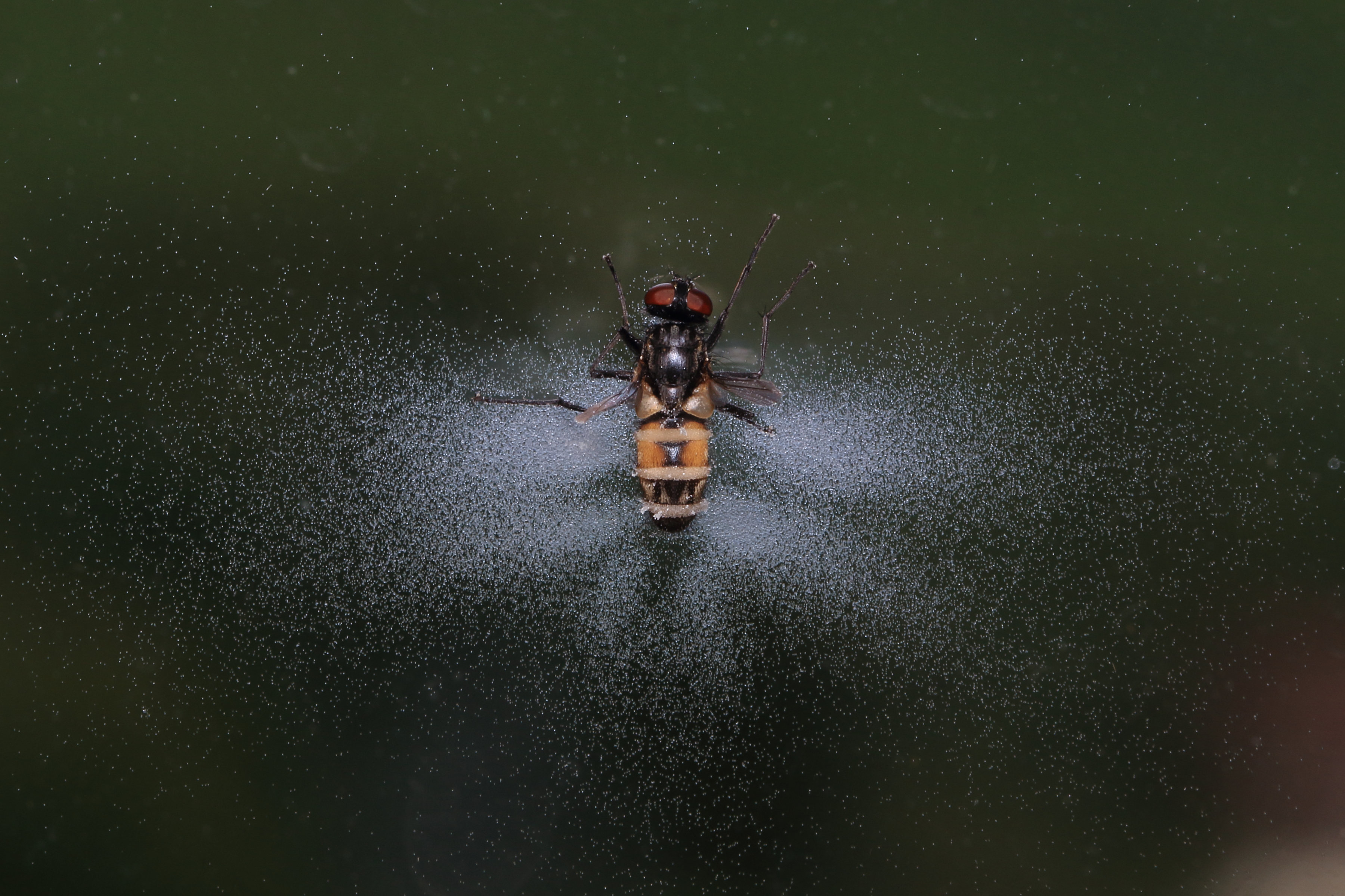 'Puppeteer Fungus' Forces Flies Into a Creepy Sunset Death Ritual | Inverse