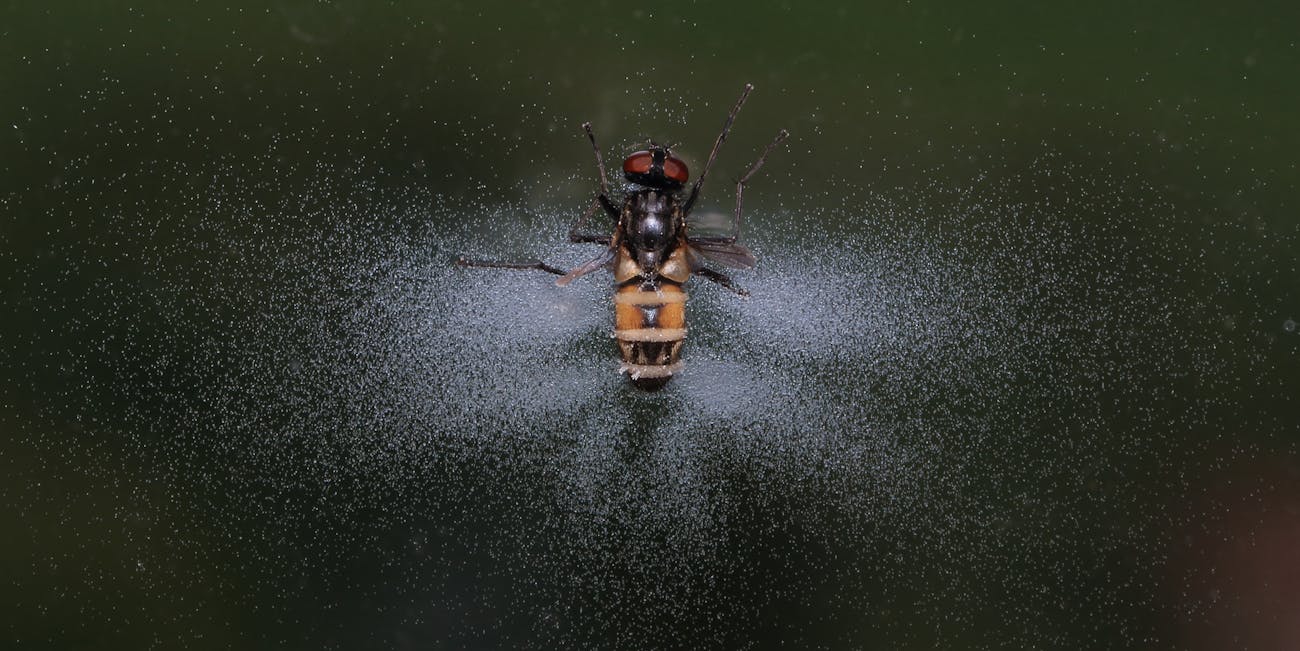 'Puppeteer Fungus' Forces Flies Into a Creepy Sunset Death Ritual | Inverse