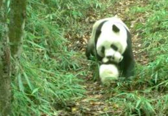 panda mom