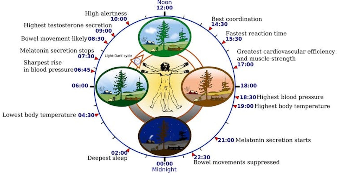 The circadian rhythm orchestrates many biological processes, including digestion, immune function, and blood pressure, all of which rise and fall at specific times of the day. Misregulation of the circadian rhythm can have adverse effects on metabolism, cognitive function, and cardiovascular health.