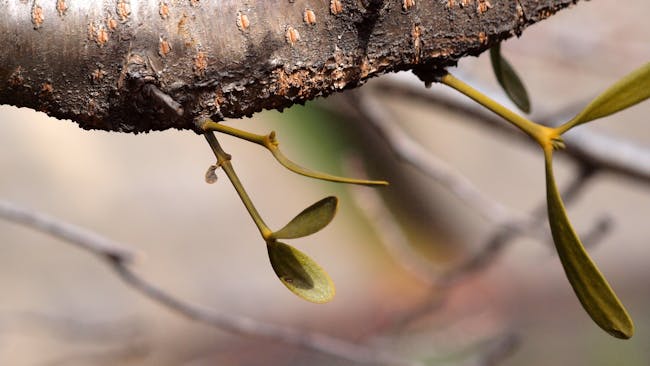 Baby mistletoe