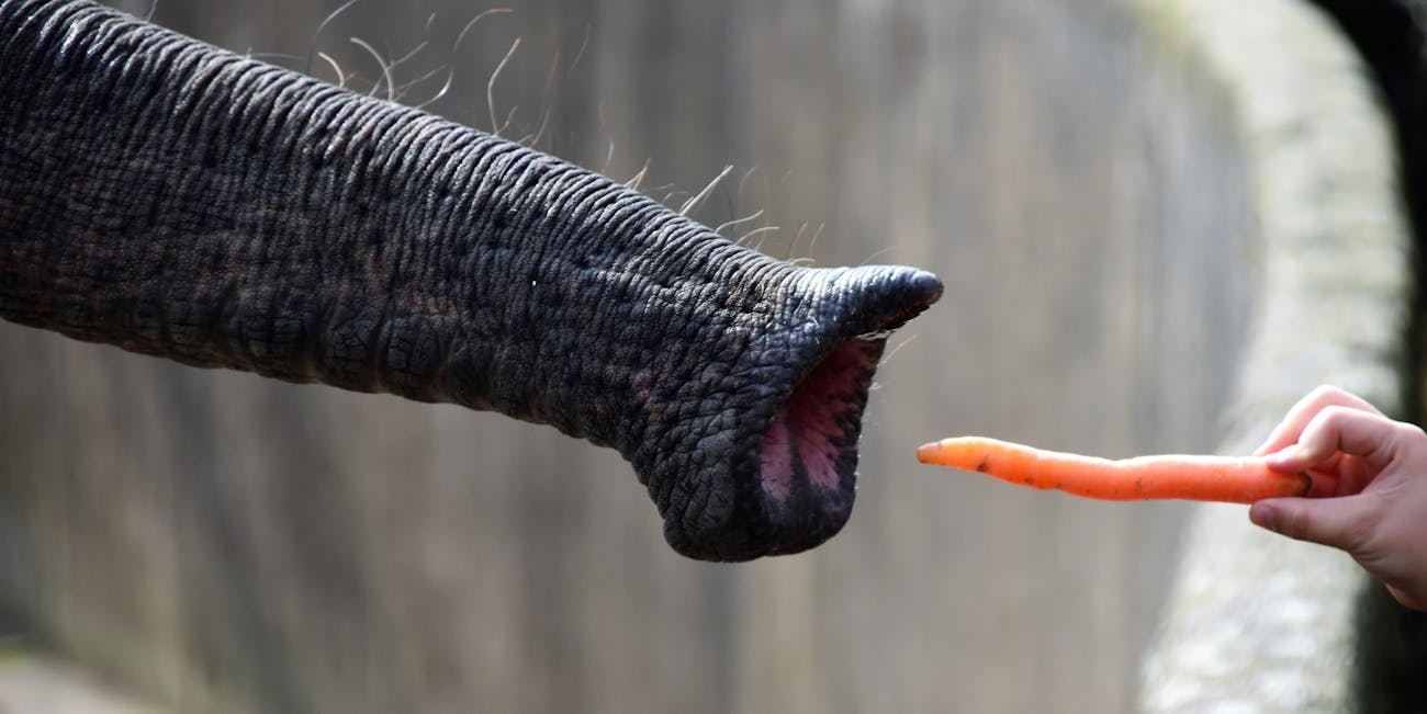 carrot elephant