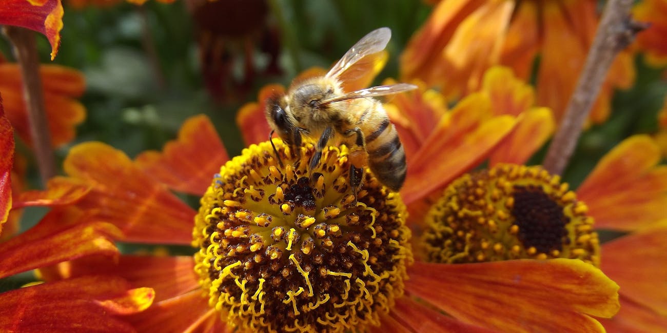 three reasons honeybees are