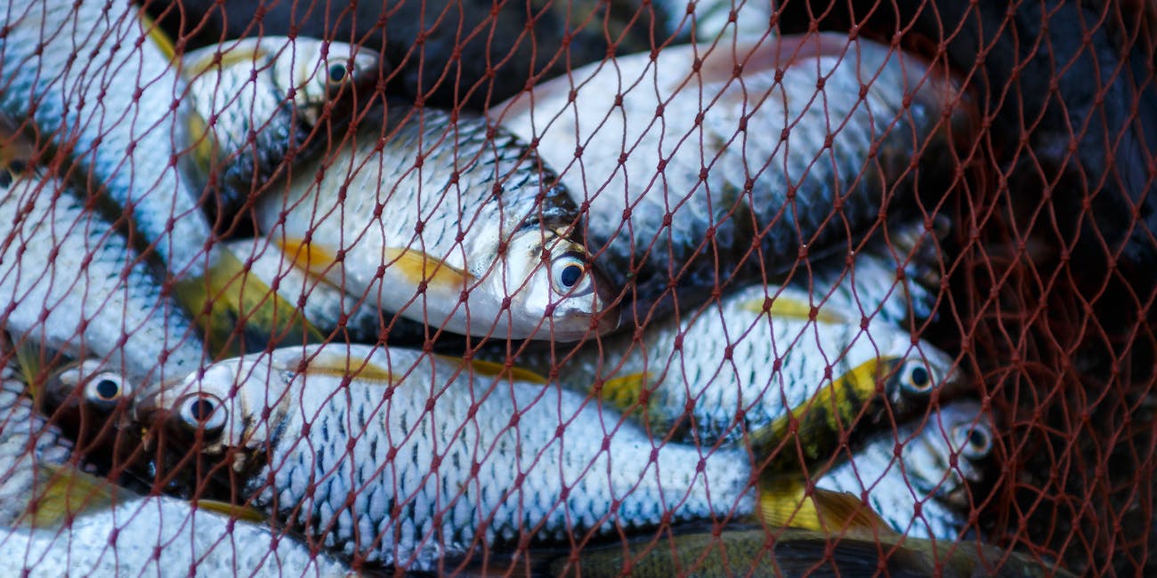 fish caught in a net