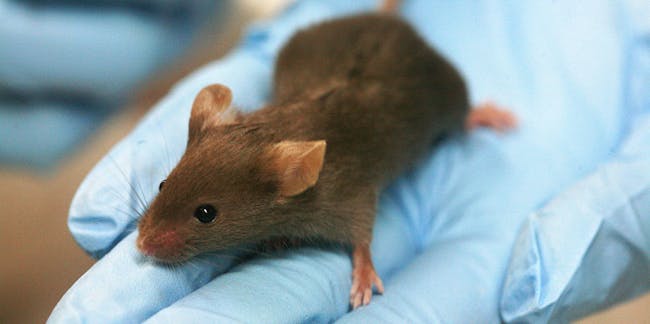 Mice