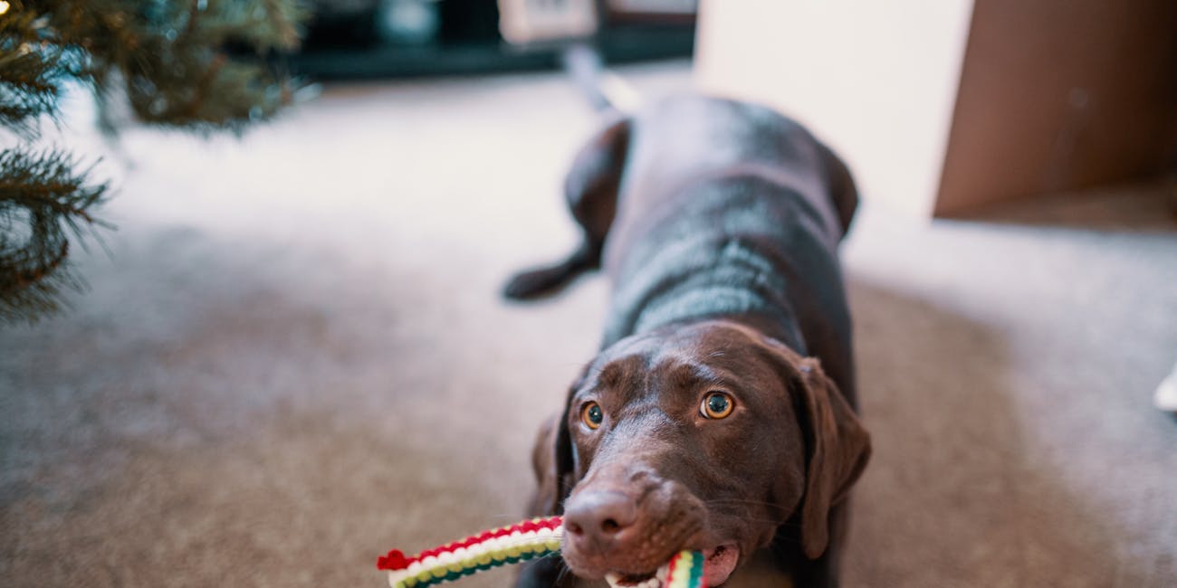 Dog Toy