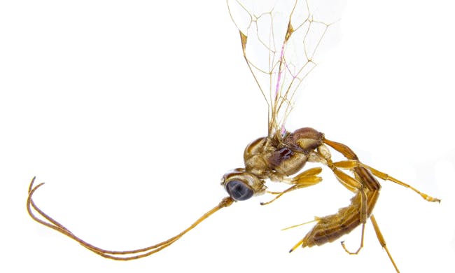 lusius malfoyi wasp
