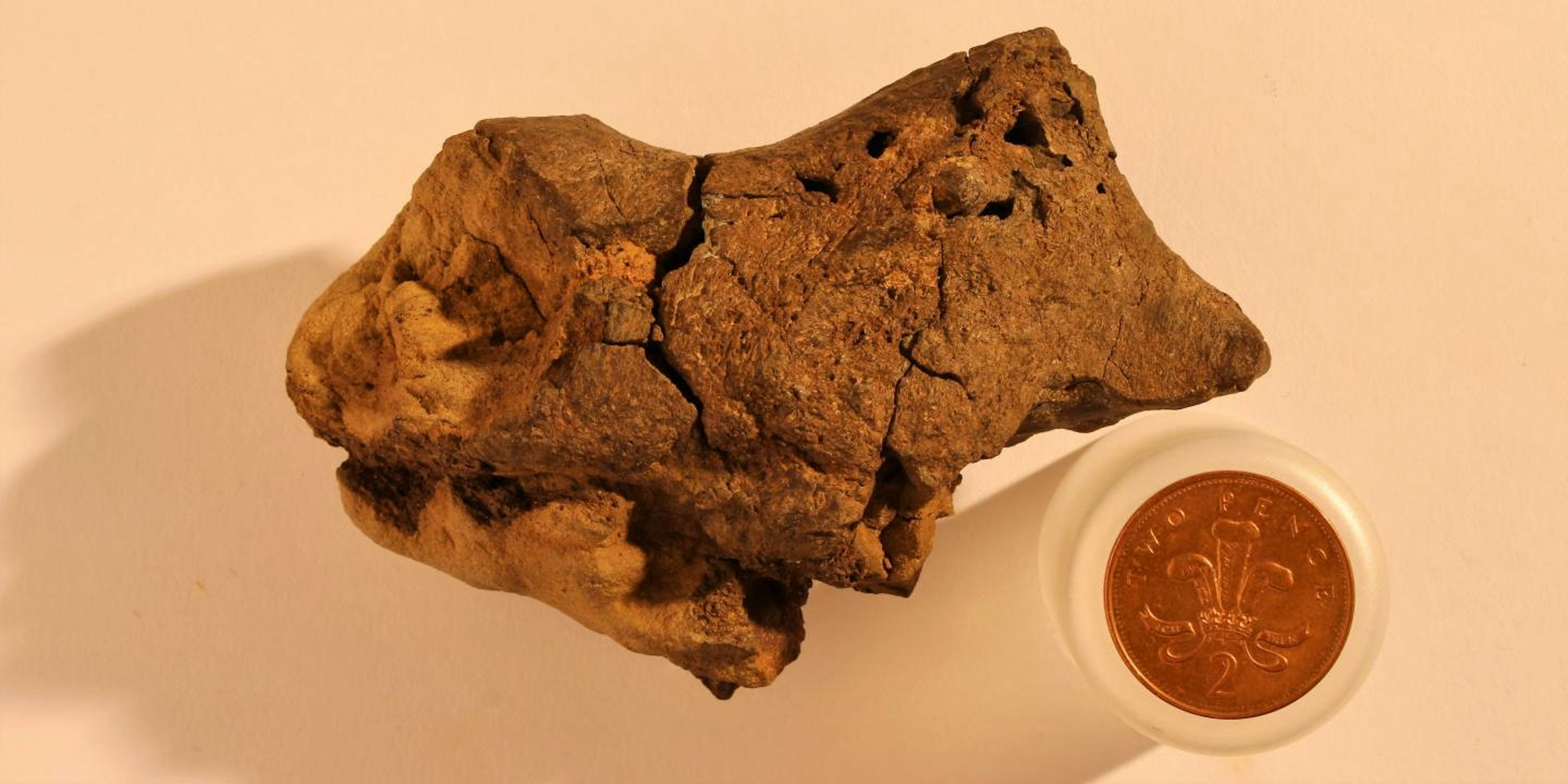 Fossilized dinosaur brain tissue identified for the first time