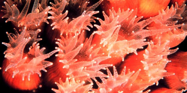 A closeup of a cavernous star coral Montastrea cavernosa. Valid name: Montastraea cavernosa Linnaeus, 1767 -- great star coral