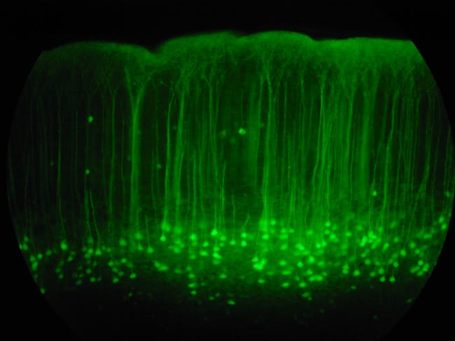 Edit: Hurray for the GFP Nobel Prize. Aside from just green, it is a wonderful rainbow of tools providing results... 20X magnification of the somatosensory cortex of a mouse brain slice. These little guys have green flourescent protein (GFP) from a jelly-fish expressed in a subset of their neurons. Layer V neuron cell bodies are the teardrop shaped things at the bottom and then the dendrite reaches up like a tree to then bifurcate near the top (pial surface).