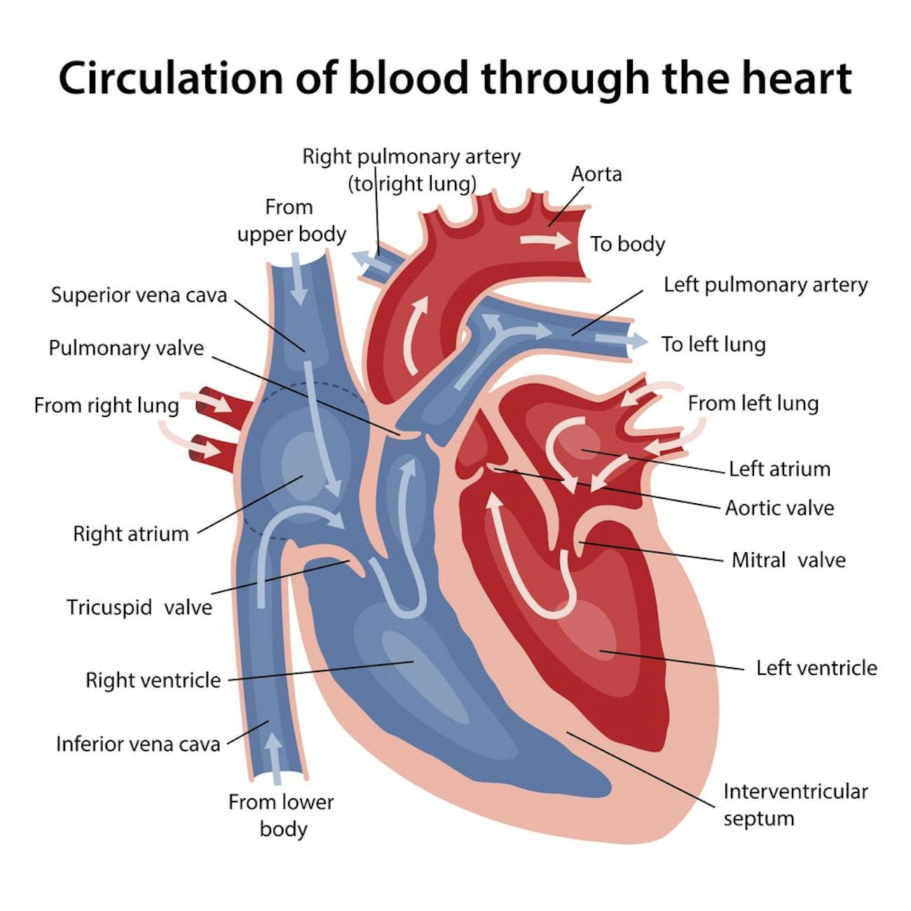 heart diagram