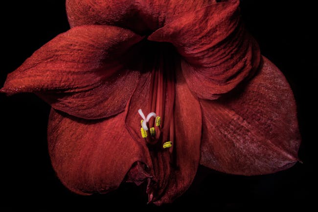 Amaryllis