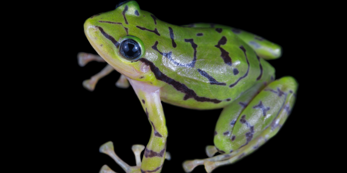 We Just Found A New Frog In Ecuador It Is Spectacular Inverse