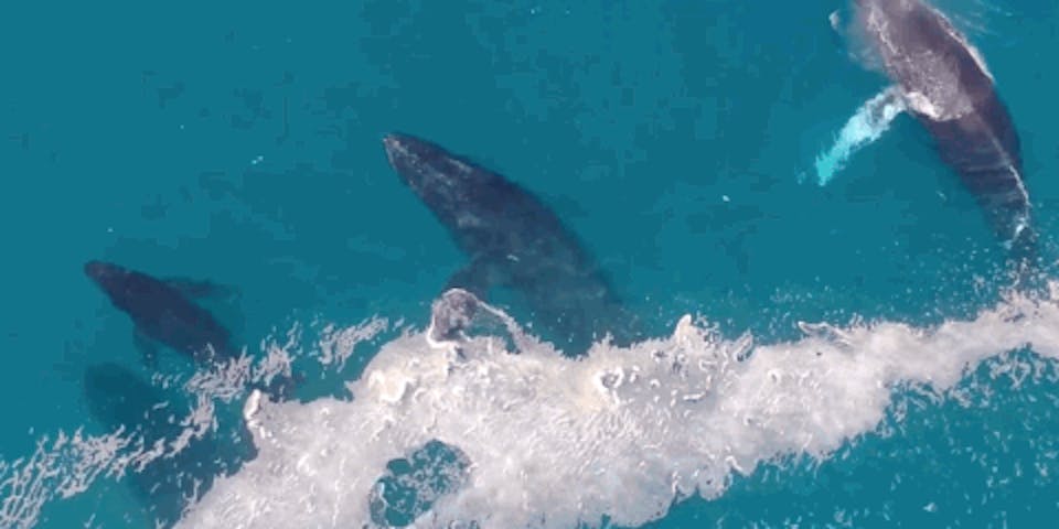 Whales