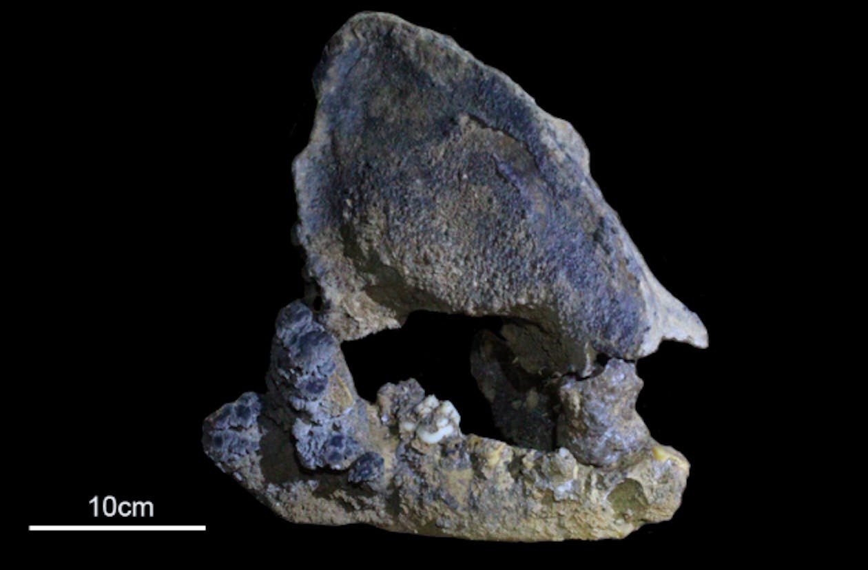 Panda Discovered in China Belongs to a Long-Lost Bear Lineage, Study