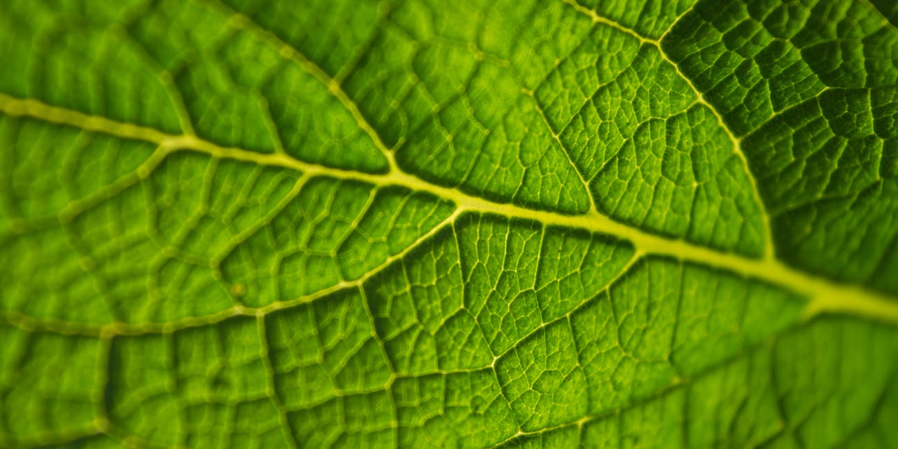 kratom