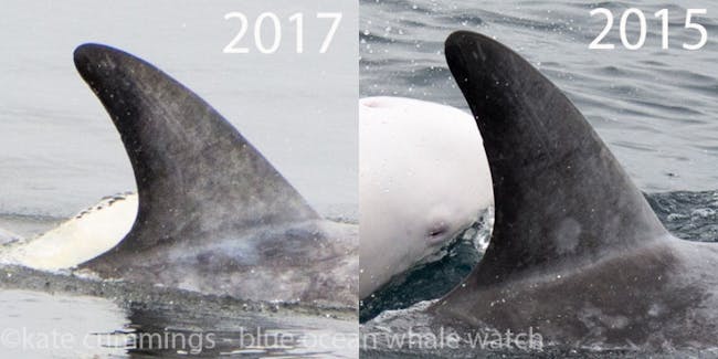 Albino Dolphin, Animals, Biology & Health